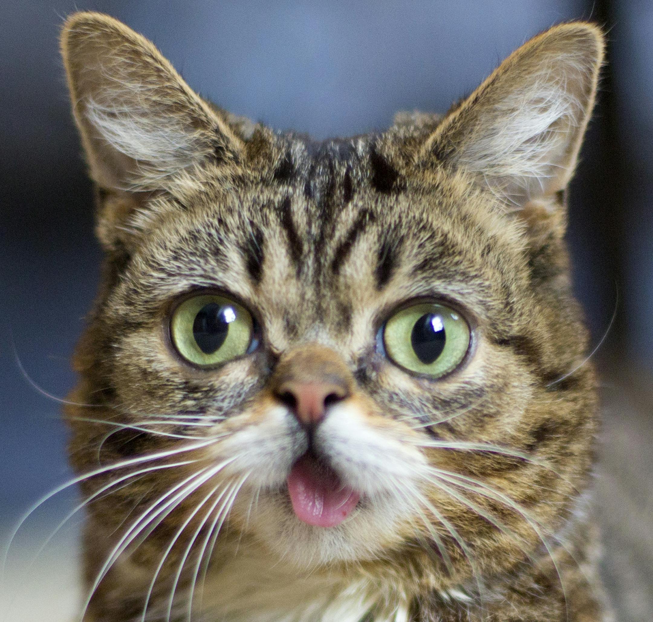 Provided photo of Lil Bub, the celebricat
