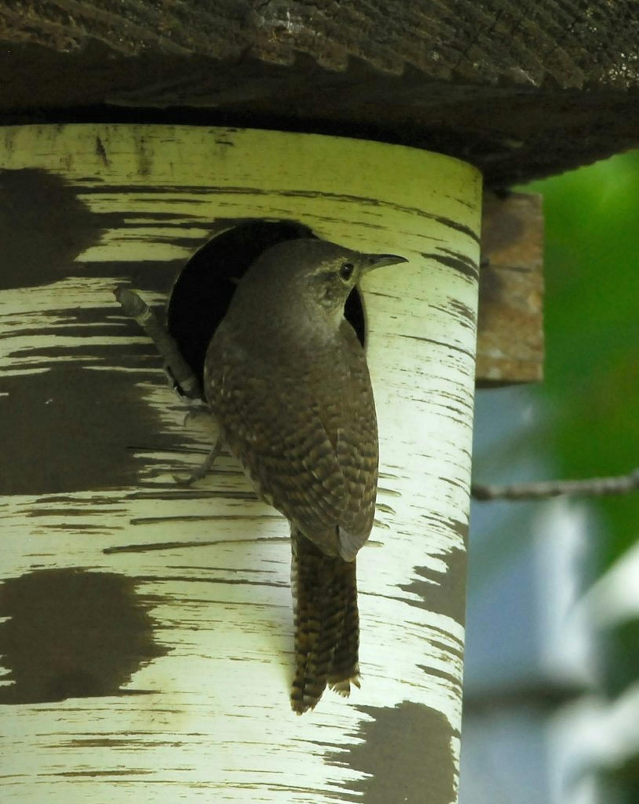 Nest boxes can help attract house wrens to nest in your yard.