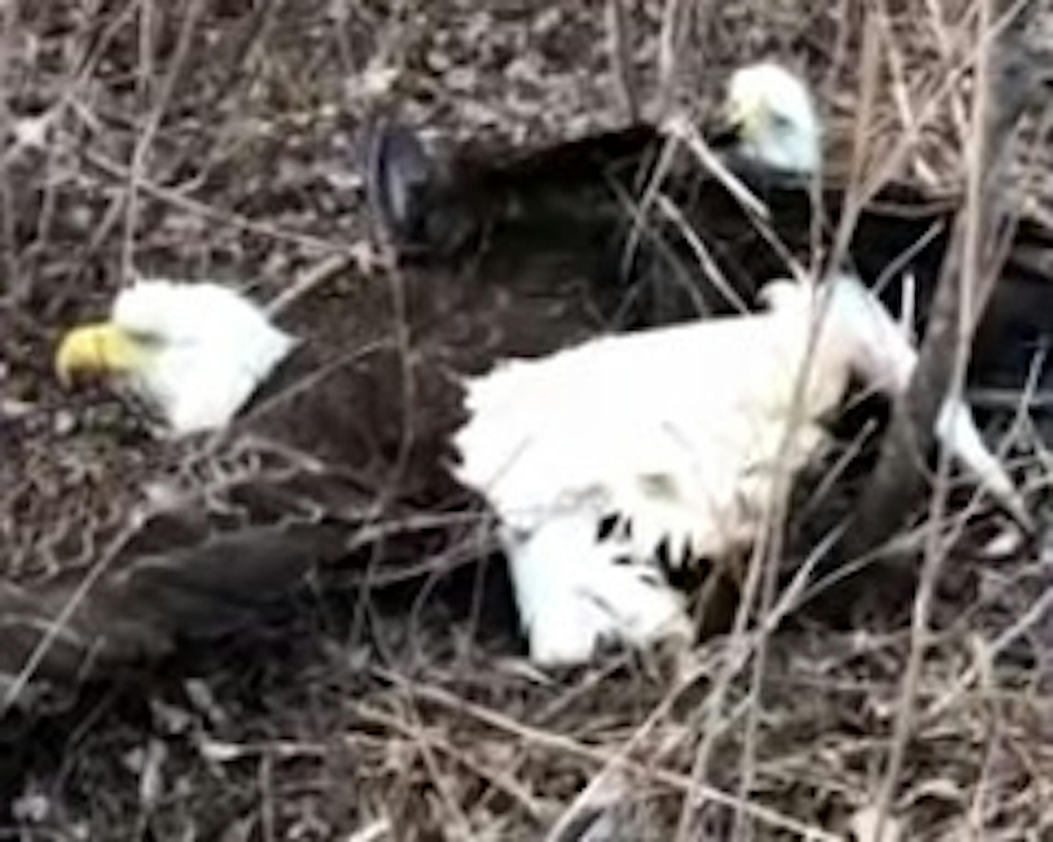 A screengrab from body camera video of the entangled eagles found near Greenfield.