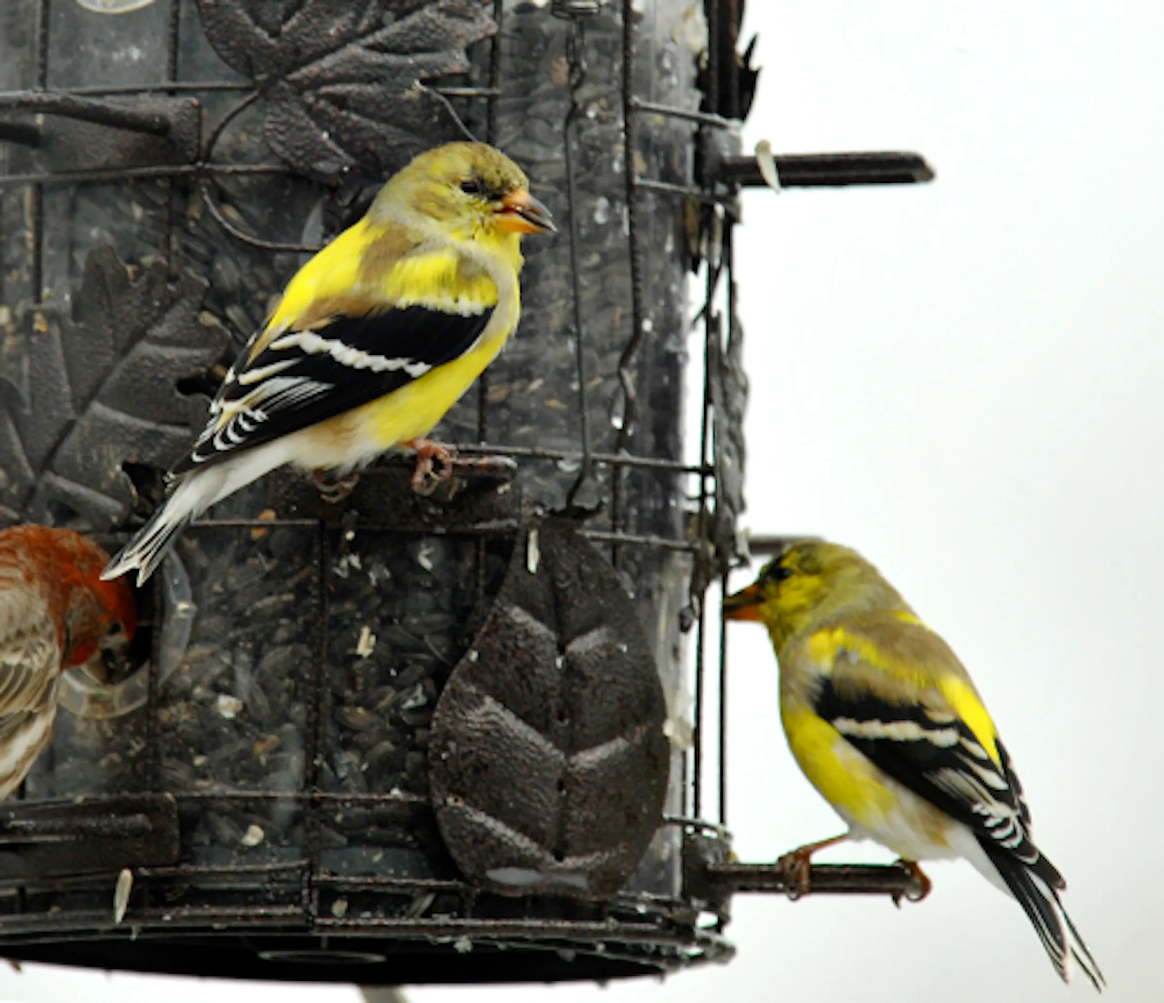 Goldfinches changing color