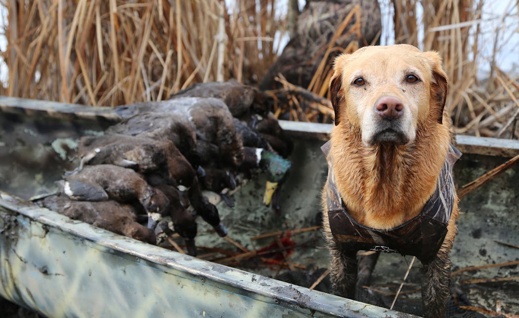 Allie looked proud of the bounty of ducks she retrieved last week in Manitoba.