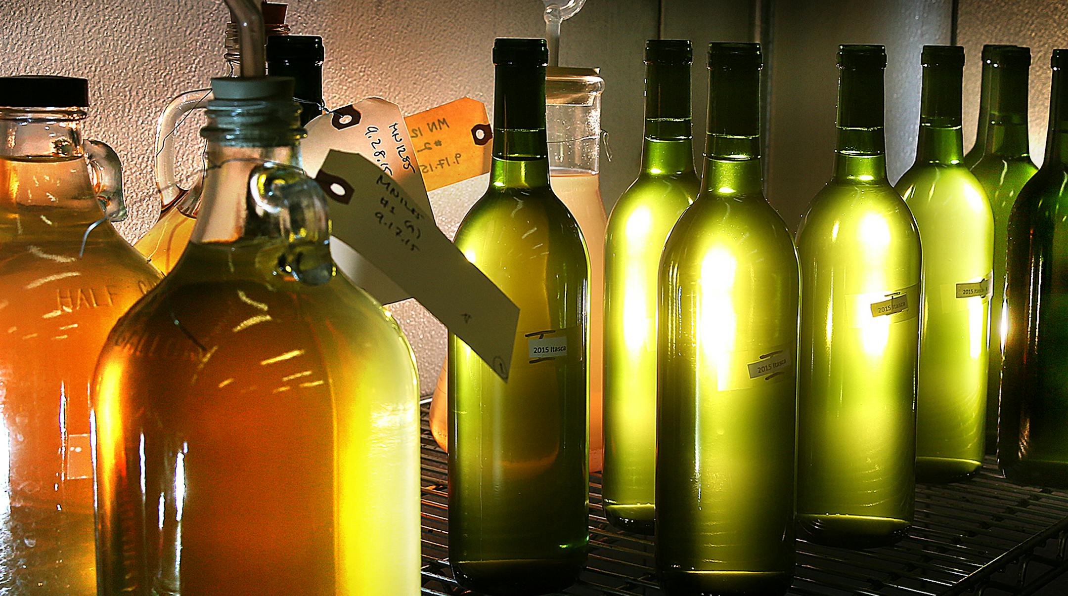 Test batches of wine made from the Itasca variety of grape are kept in a cooler at the U of M Research Station.] JIM GEHRZ ï james.gehrz@startribune.com / Chaska, MN / April 8, 2016 /11:00 AM ñ BACKGROUND INFORMATION: University of Minnesota's new cold-hardy grape release will make it possible for local growers to produce dry white table wine, heralded as a "breakthrough" for the state's growing wine industry. "It's a game changer," said the head of the U's grape-breeding program. John