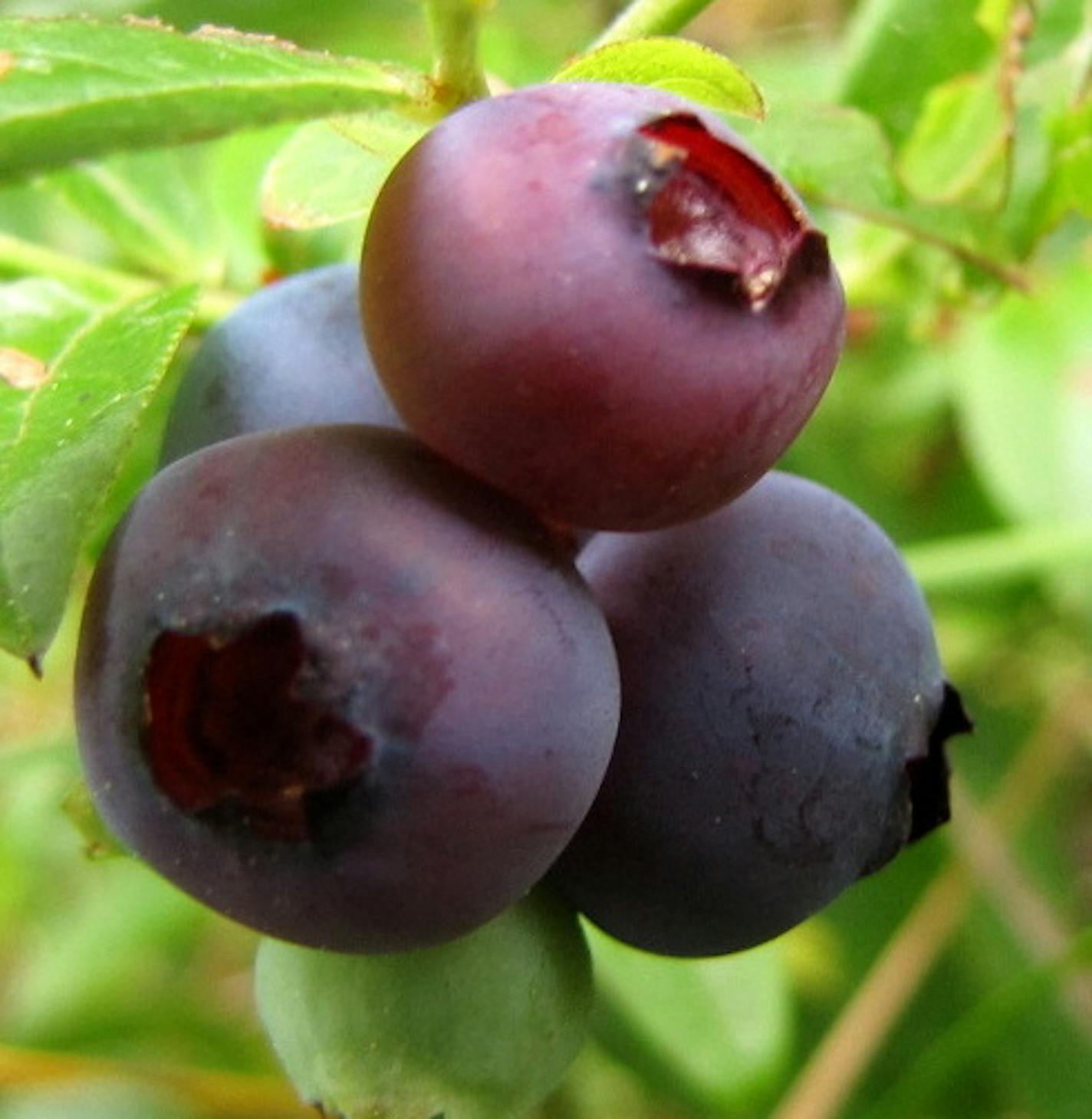 Blueberries aren&#xed;t the only berries that are blue, so check the foliage, the size of the shrub and look for the star-shaped dimple on the bottom to know what you&#xed;re picking.