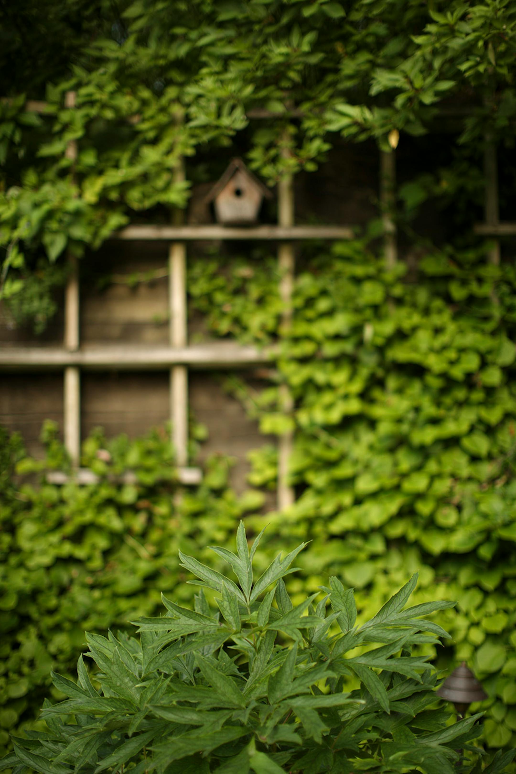 Japanese Tree Peony, foreground, and climbing hydrangea.