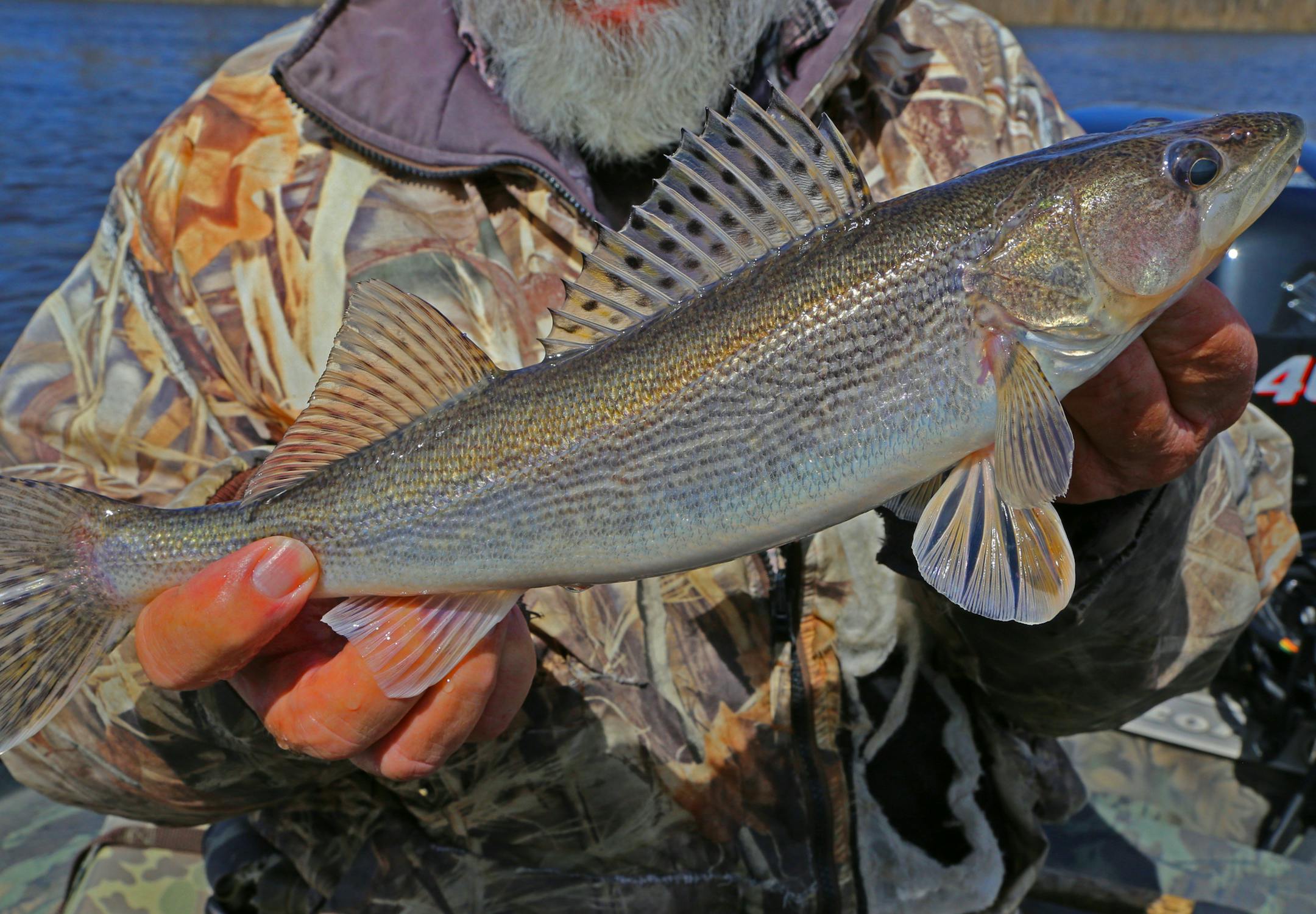 Saugers are abundant in portions of the Mississippi River, including this healthy specimen taken near Red Wing.