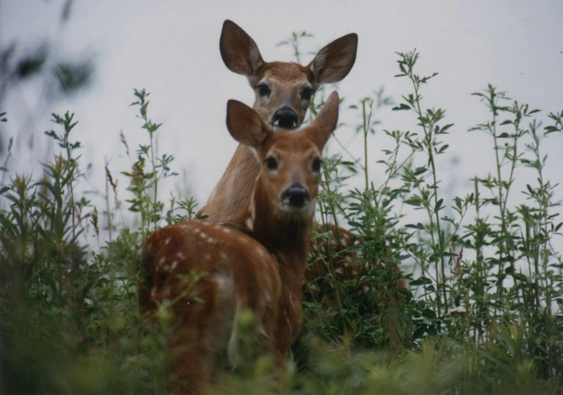 Brian Peterson � Star Tribune Wildlife officials project a fall kill of 140,000 to 155,000 whitetail deer. Last season, hunters killed 139,442 animals, the fewest in at least 25 years.