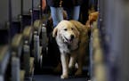 FILE - In this April 1, 2017 file photo, a service dog strolls through the isle inside a United Airlines plane at Newark Liberty International Airport