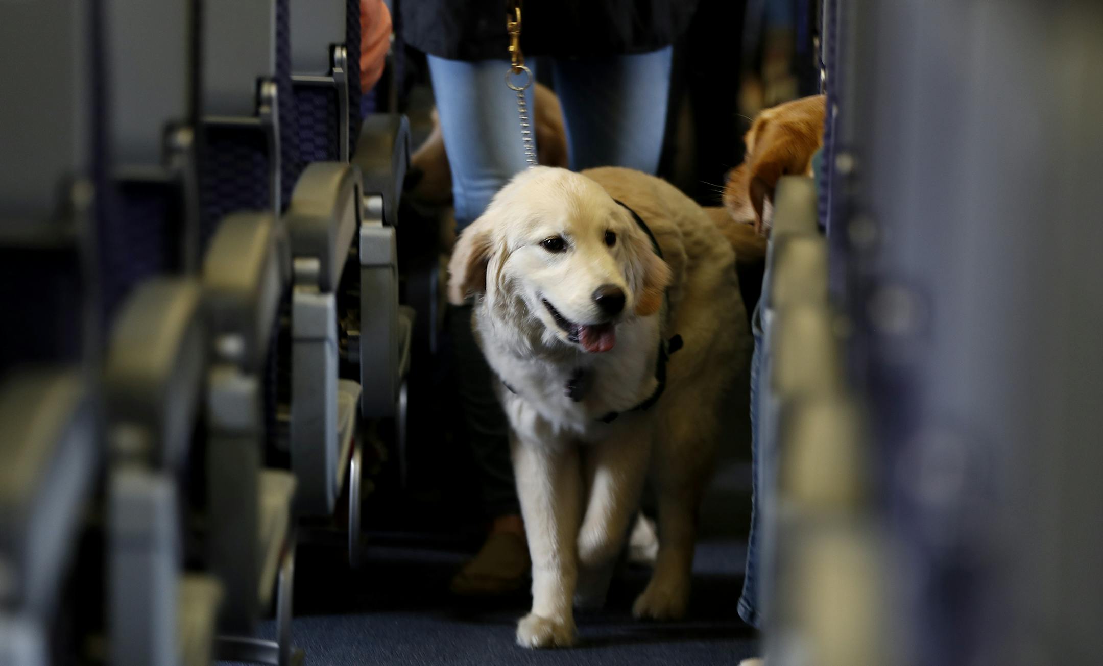 FILE - In this April 1, 2017 file photo, a service dog strolls through the isle inside a United Airlines plane at Newark Liberty International Airport while taking part in a training exercise, in Newark, N.J. Delta Air Lines says for safety reasons it will require owners of service and support animals to provide more information before their animal can fly in the passenger cabin, including an assurance that it's trained to behave itself. (AP Photo/Julio Cortez, File)