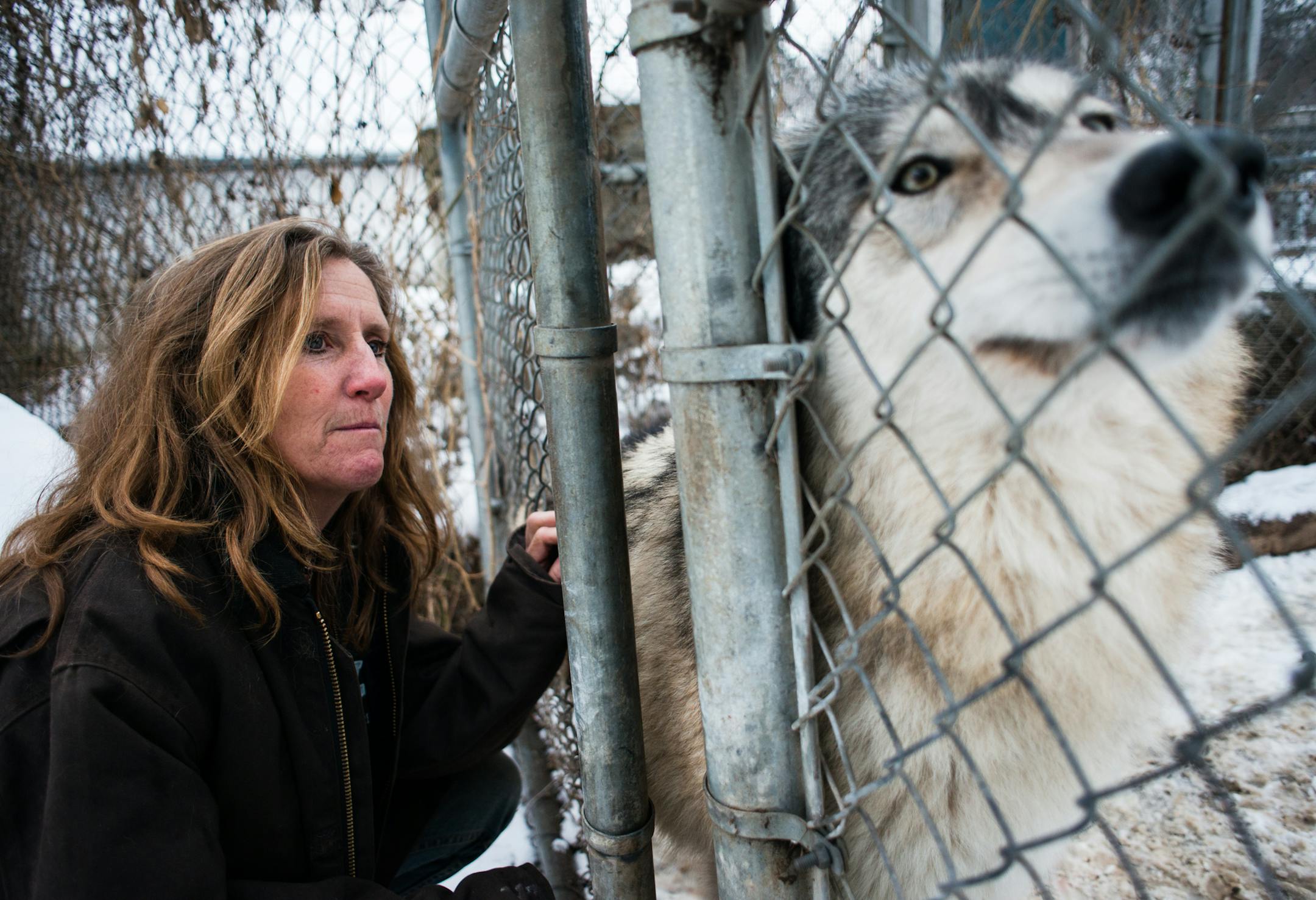 Peggy Callahan interacted with an affectionate wolf through its chainlink enclosure. ] Mark Vancleave - mark.vancleave@startribune.com * Two mountain lions, four fox, forty wolves, two coyotes and a porcupine are getting the boot from their home at the Carlos Avery Wildlife area. The Wildlife Science Center, which has been there since 1991, got an eviction notice Monday from the DNR. The state sites late payments and a dog shelter on the premises as the reasons. Peggy Callahan, center director,