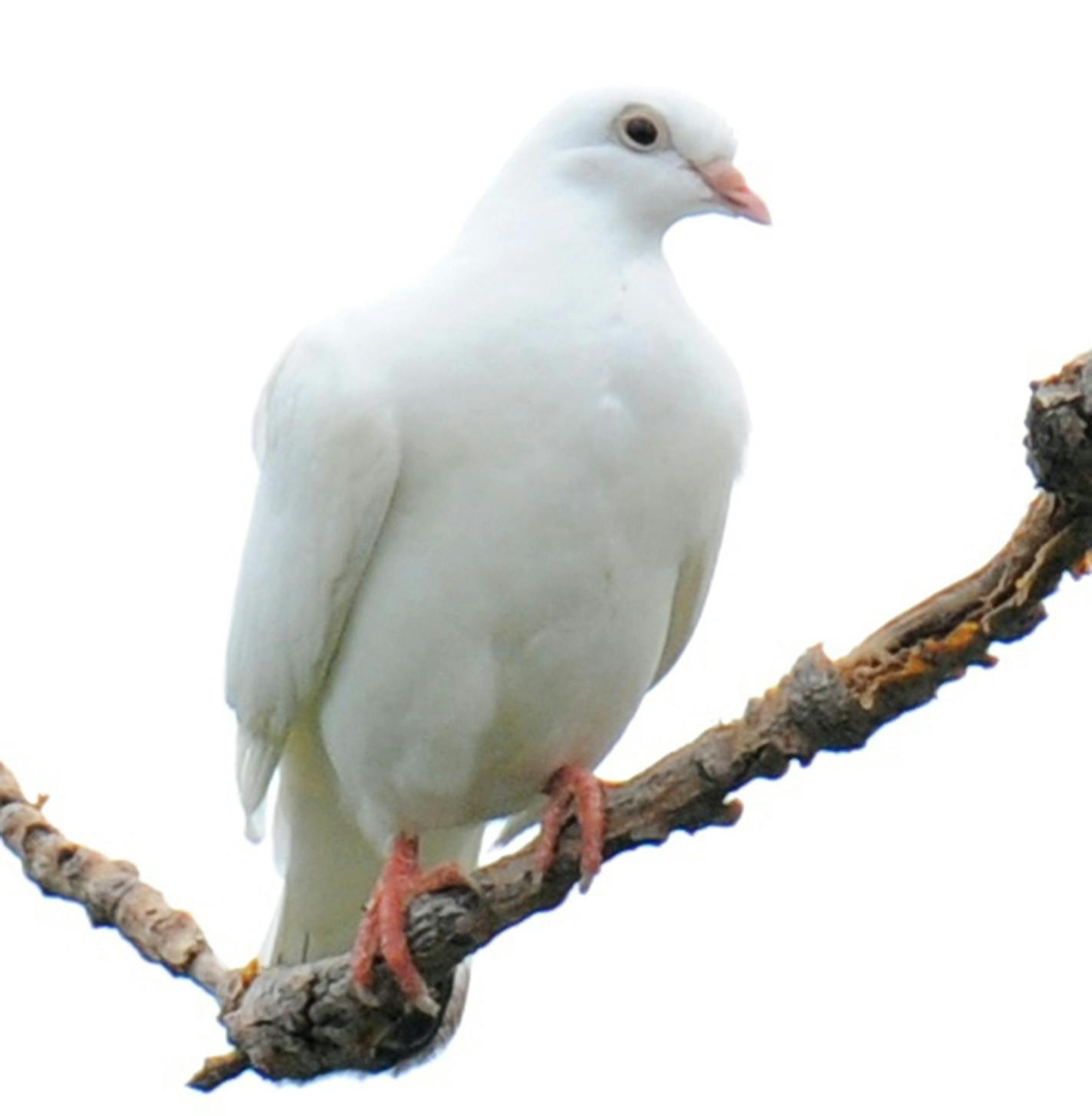 Albino pigeons have no color in their feathers. Their feet, legs, bills and eyes are pink.