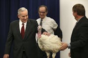 Gov. Mark Dayton kicked off Thanksgiving week with an appearance with "Aaron," the 40 lb. turkey (named after Green Bay quarterback Aaron Rodgers). Af