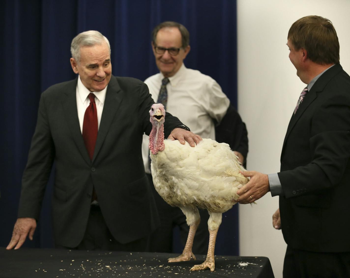 Gov. Mark Dayton kicked off Thanksgiving week with an appearance with "Aaron," the 40 lb. turkey (named after Green Bay quarterback Aaron Rodgers). After a bit of ruffled feathers, the turkey settled down with the calming touch of the Governor. Here, Governor Dayton calms the bird as Turkey farmer Robert Orsten (right) and Agriculture Commissioner Dave Frederickson (center) watch..