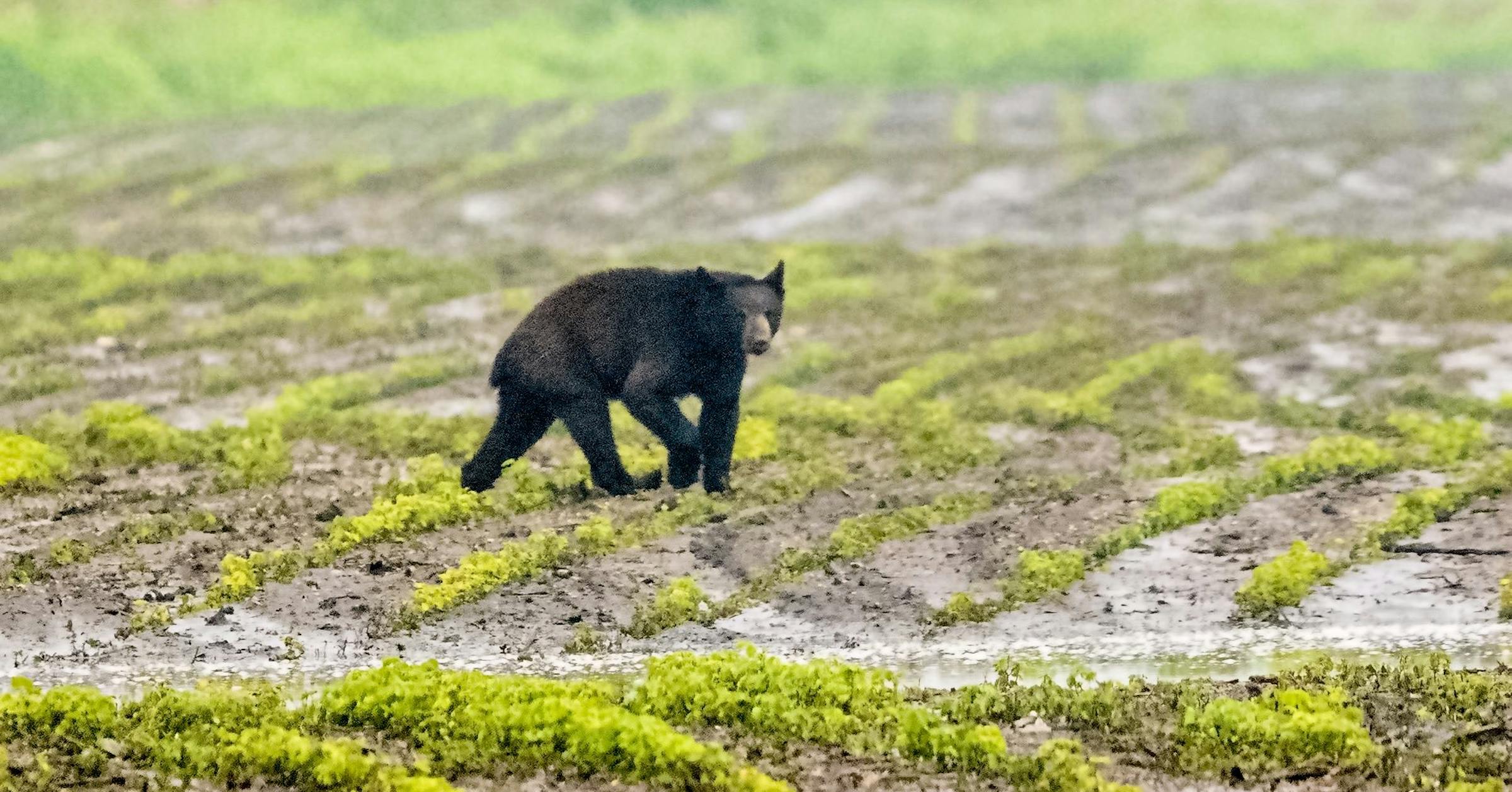 Bea Rbait Sign Mn Black bear in western Minnesota, far from usual habitat, accused of ...