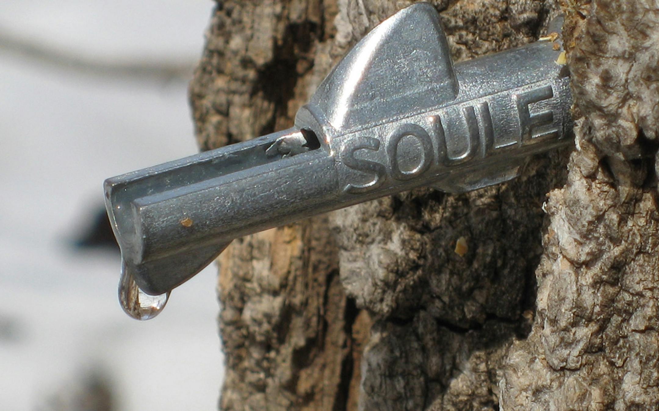 Photo courtesy of the Minnesota Maple Syrup Producers Association A maple tap in northern Minnesota ORG XMIT: MIN2013021815071734