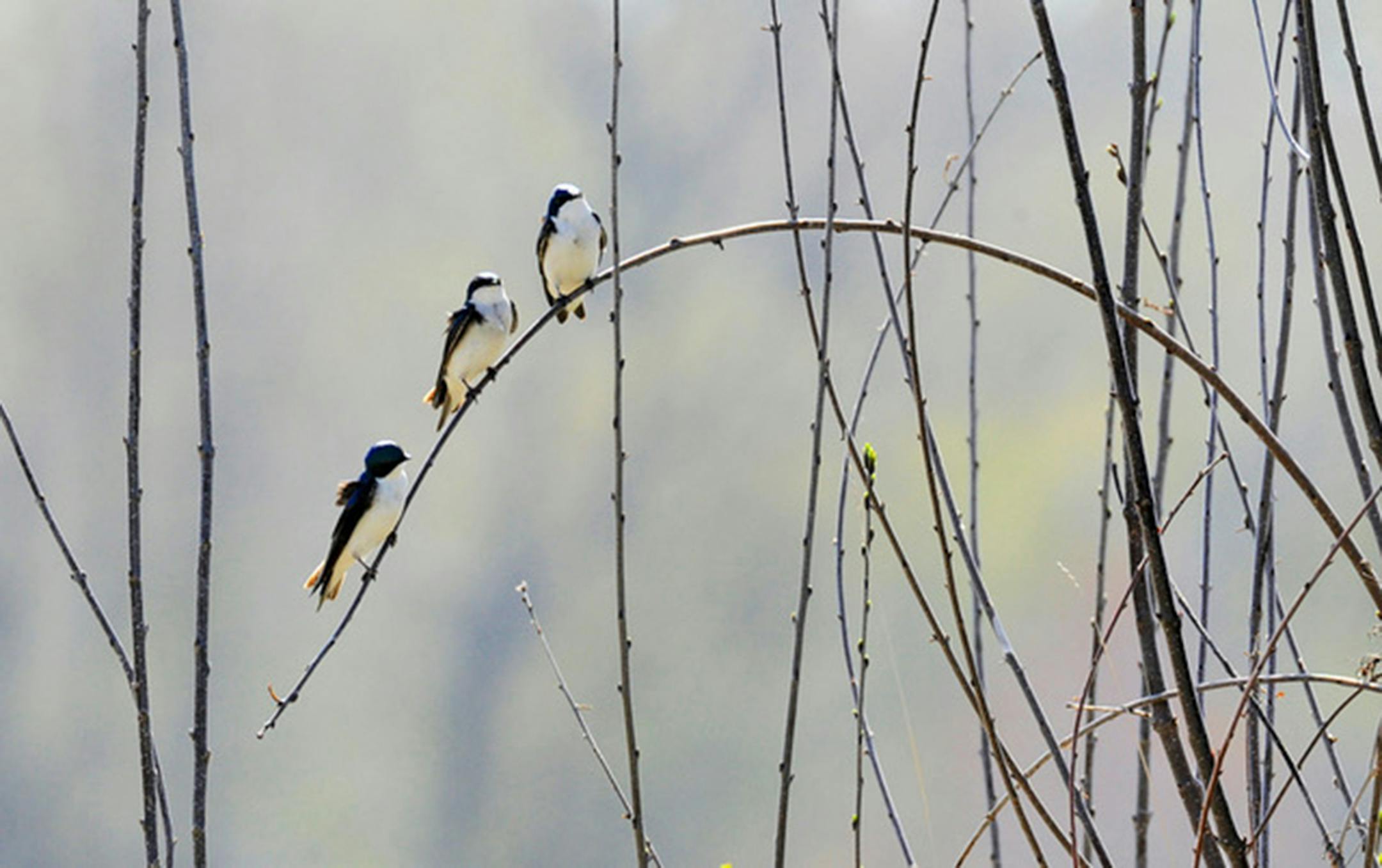 Tree swallows, perched. Jim Williams photo