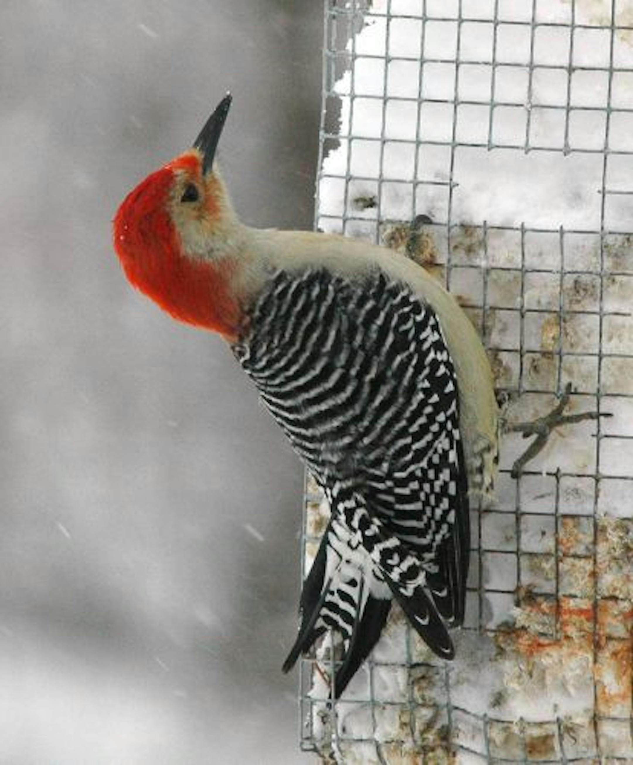Red-bellied woodpecker at suet feeder