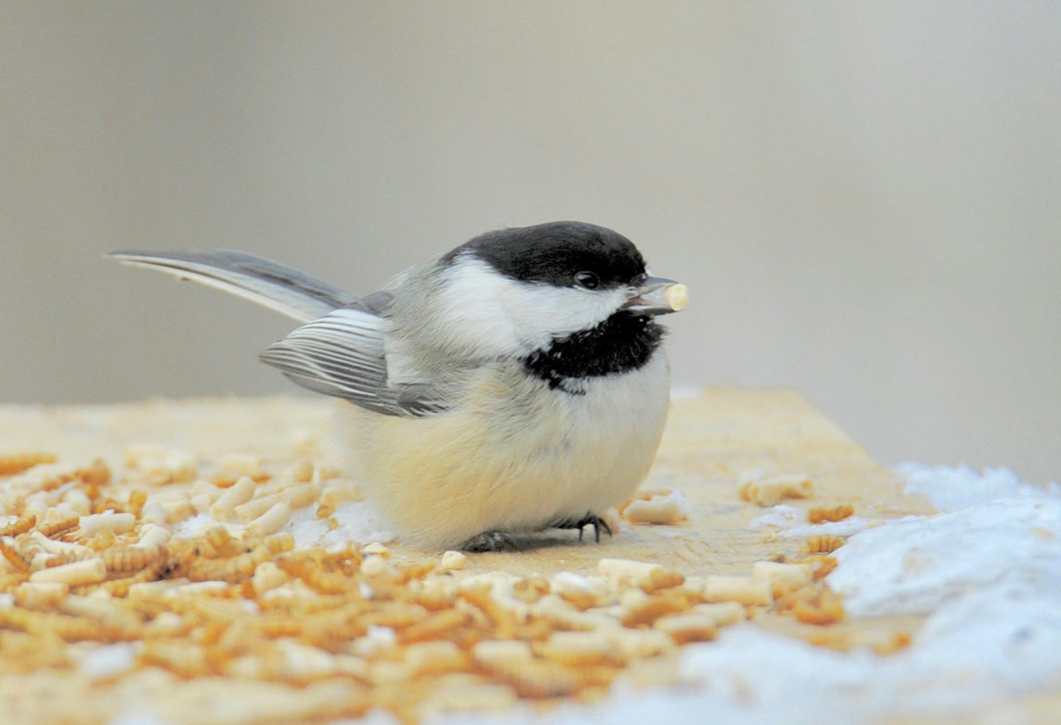 A black-capped chickadee surrounded by seed.