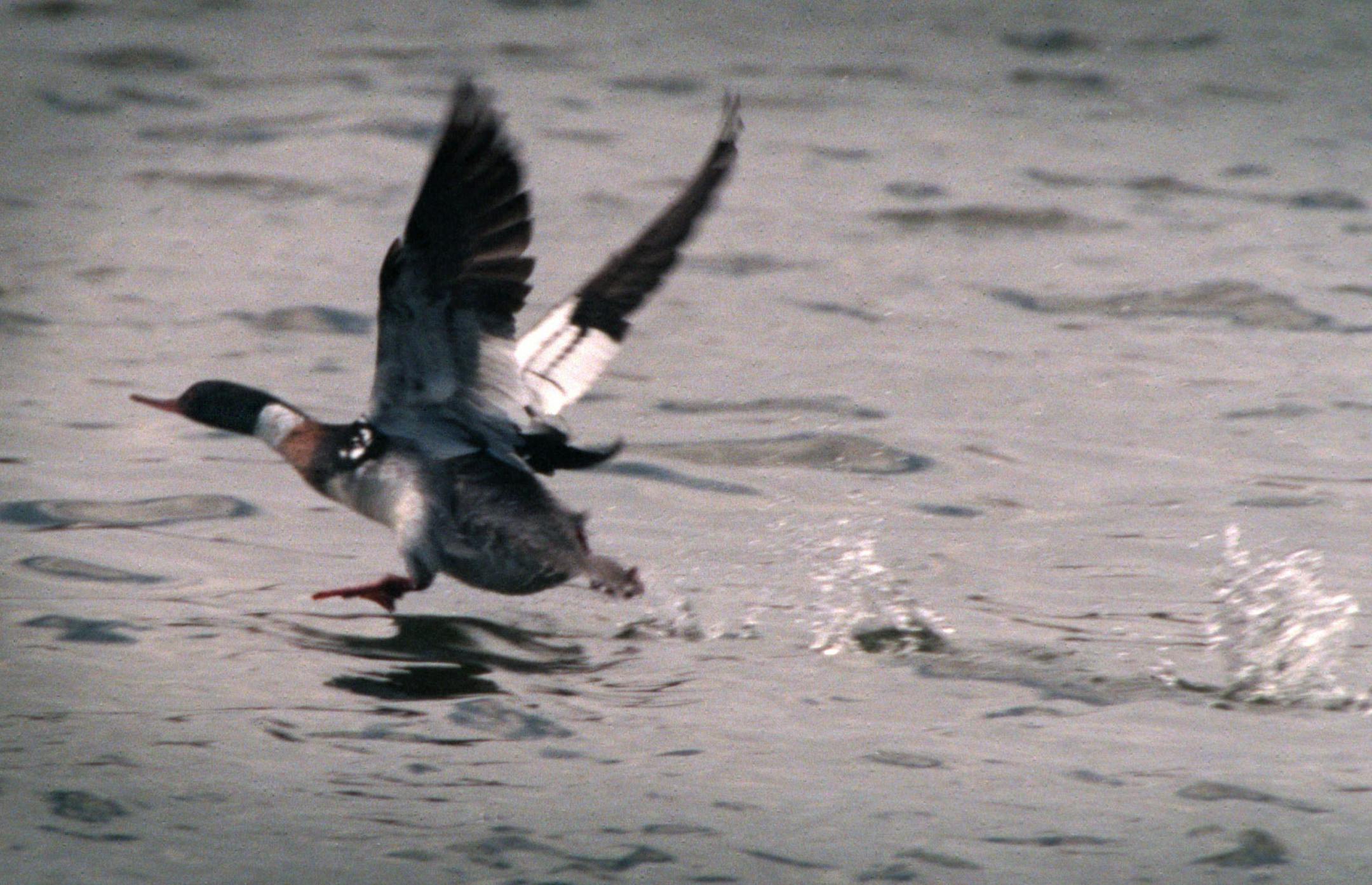 GENERAL INFORMATION: MINNEAPOLIS, MN. 4/14/2001: The ice went out on Wirth Lake sometime Thursday morning and by Thursday afternoon the lake was a magnet for migrating waterfowl. By Friday afternoon, there were loons, common and red-breasted mergansers, double-crested cormorants, great white egrets, great blue herons and other waterfowl spotted on the lake.
IN THIS PHOTO: A male red-breasted merganser took off from the lake.