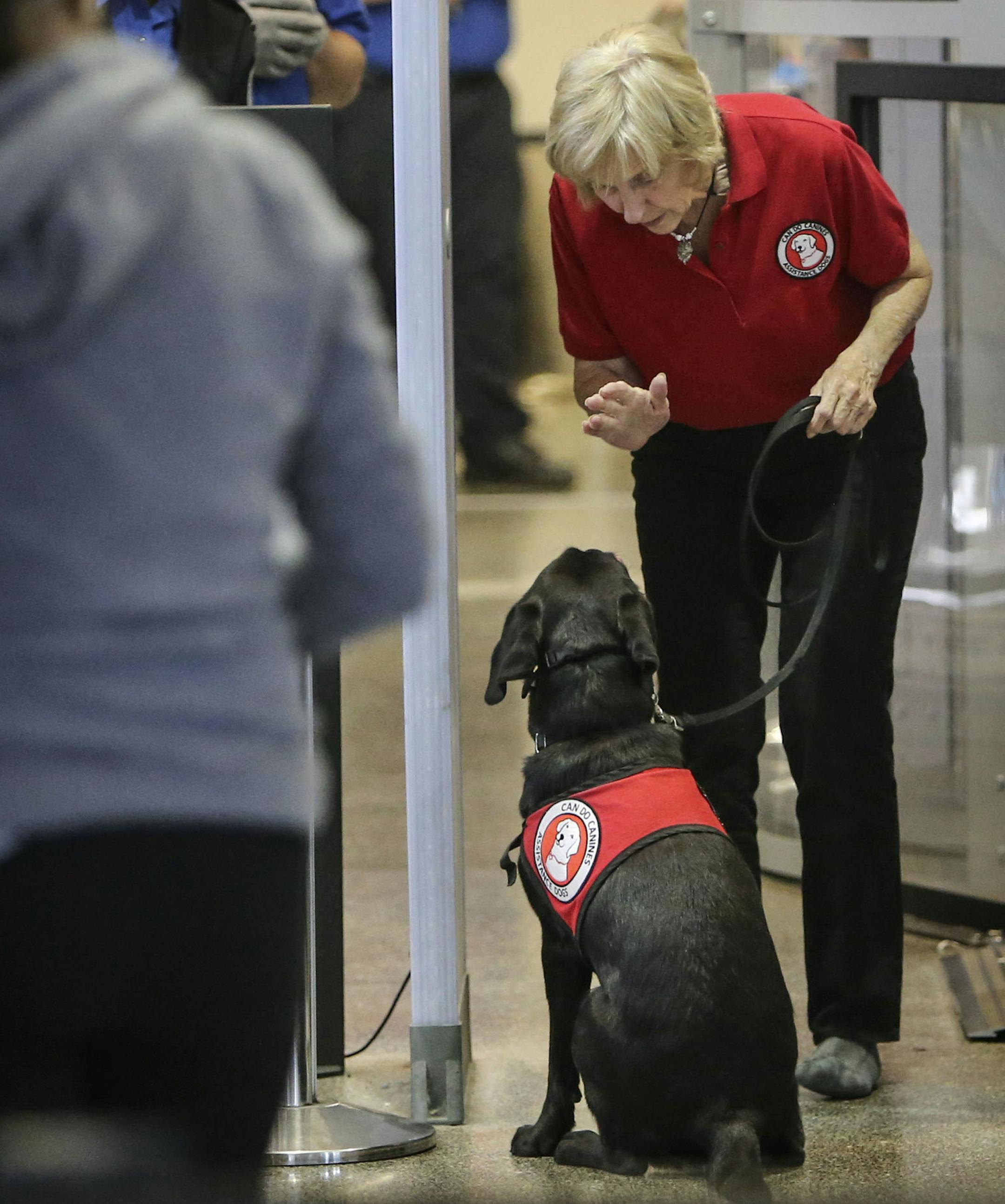 Can Do Canines training assistance dogs were training with their foster parents at MSP International Airport Saturday, Sept. 6, 2014, at the MSP Airport at the Lindberg Terminal in Bloomington, MN. Here, TSA officials observe as an unidentified trainer gets her dog to sit while it goes through the screener.](DAVID JOLES/STARTRIBUNE)djoles@startribune.com Service dogs have opened up a wider world for many Minnesotans with disabilities. With the dog by their side, they can navigate obstacles they