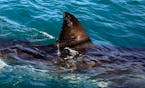 FILE - In this Thursday, Aug. 11, 2016, file photo, the fin of a great white shark is seen swimming a past research boat in the waters off Gansbaai, S
