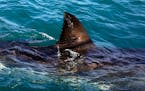 FILE - In this Thursday, Aug. 11, 2016, file photo, the fin of a great white shark is seen swimming a past research boat in the waters off Gansbaai, S