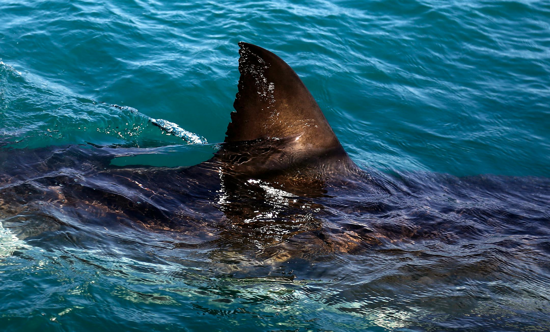 FILE - In this Thursday, Aug. 11, 2016, file photo, the fin of a great white shark is seen swimming a past research boat in the waters off Gansbaai, South Africa. Olympic champion Michael Phelps lost to a simulated shark in the Discovery Channel�s Shark Week special �Phelps vs. Shark: Great Gold vs. Great White,� which aired July 23, 2017. (AP Photo/Schalk van Zuydam, File)