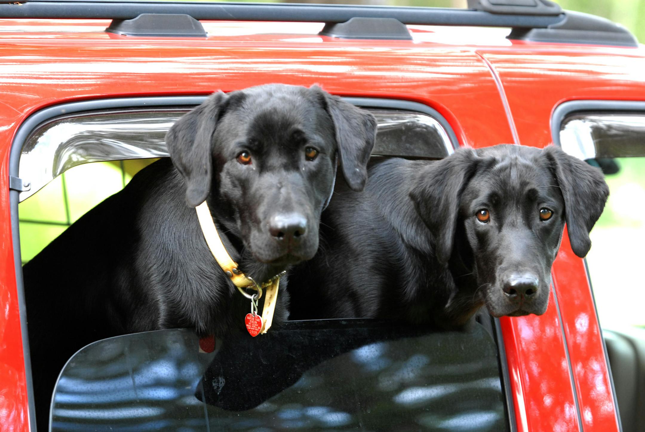 Sharp observers of passersby, these two black Labradors await their turns to retrieve training dummies � on land, in water and through muck.
