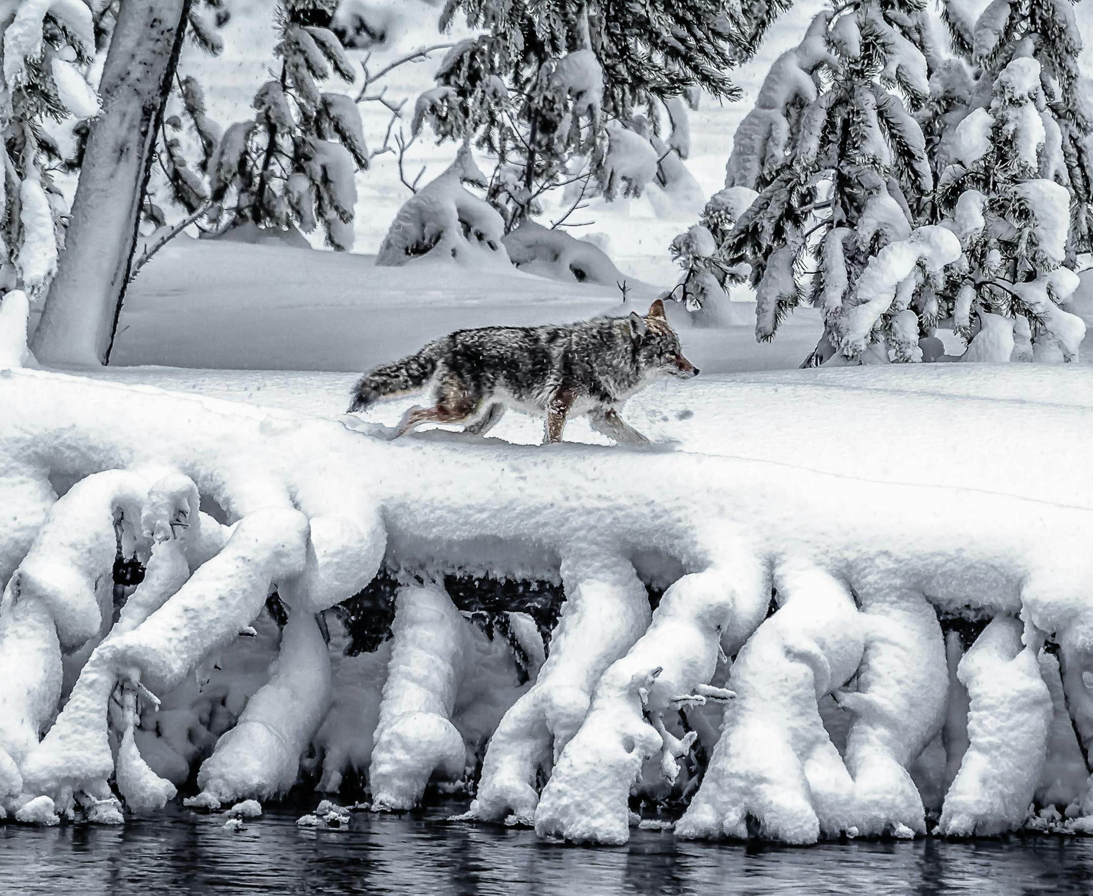 The Scene: On a January winters trip to Yellowstone National Park, Wyoming. we came on a coyote hunting fish along the Madison River. Details: Our guide{ which is required in the Yellowstone winter season} took us and six others on 80 mile tour In a snow bombardier. The trip took 10 hours. Destination: Yellowstone National Park visited in the winter is a must see adventure. Entering at West Yellowstone is the only way into the park in the winter. Scenes like Old Faithful Geyser, warm hot springs