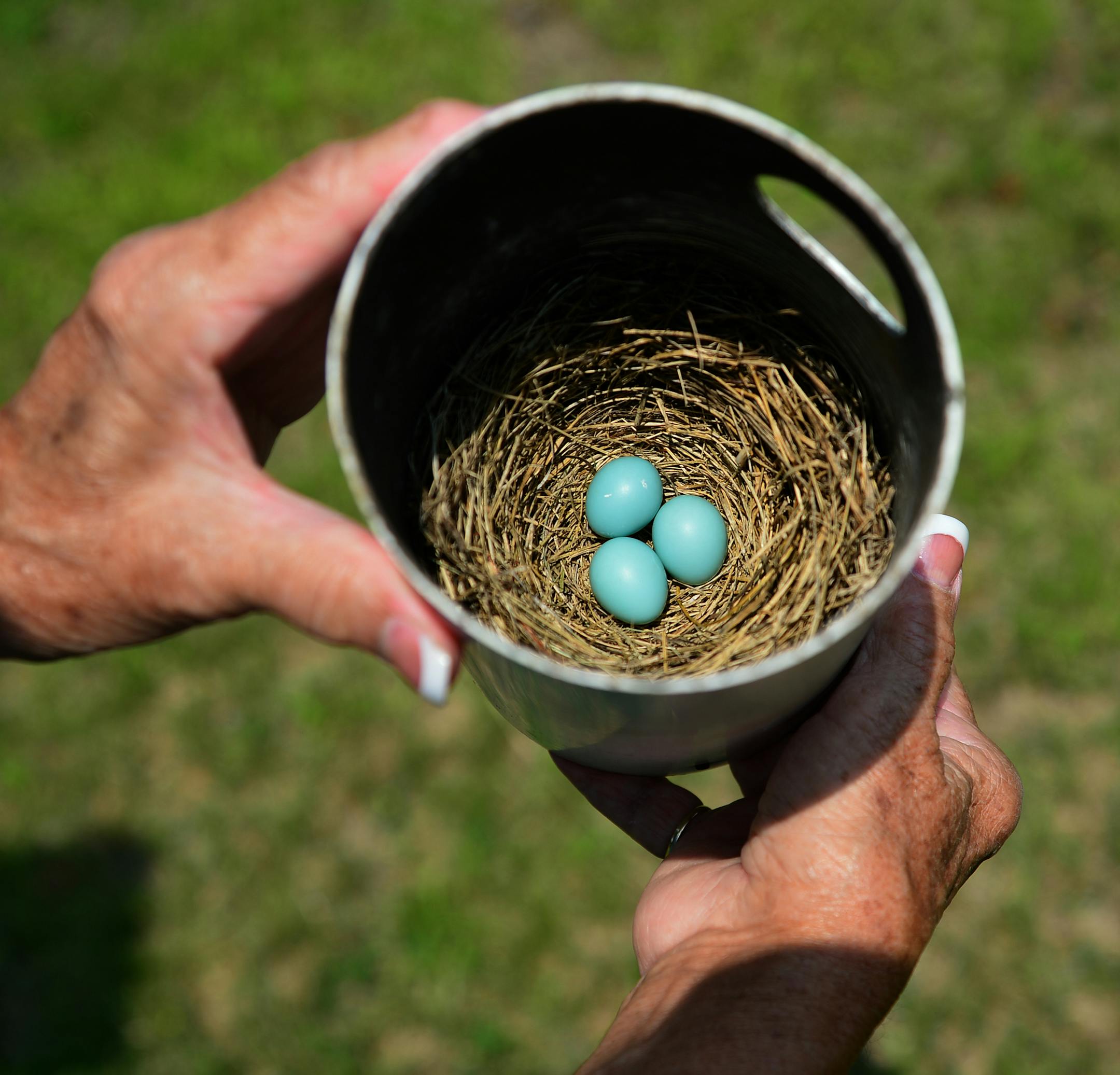 Anoka County bluebird coordinator Jeanne Wilkinson, maintains 39 bluebird houses in Anoka parks, golf courses and even in the cemeteries. She checked on a nesting box with eggs in Oakwood Cemetery ,these eggs were a few days old. ] A bluebird sighting was becoming a rarity 35 years ago when 11 alarmed people created the Bluebird Recovery of Minnesota. They built and hung birdhouses and the first year they reported 22 hatchlings. Last year the group recorded more than 20,000 hatchlings. Today, bl