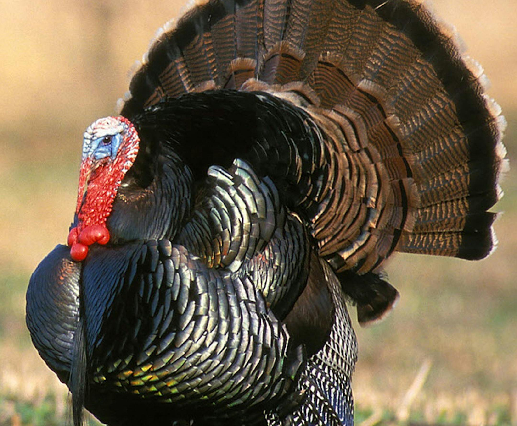 Joe Blake/National Wild Turkey Federation A tom turkey. ORG XMIT: MIN2013040915540959 ORG XMIT: MIN1311281706531296 ORG XMIT: MIN1404081121371555 ORG XMIT: MIN1404221704270028