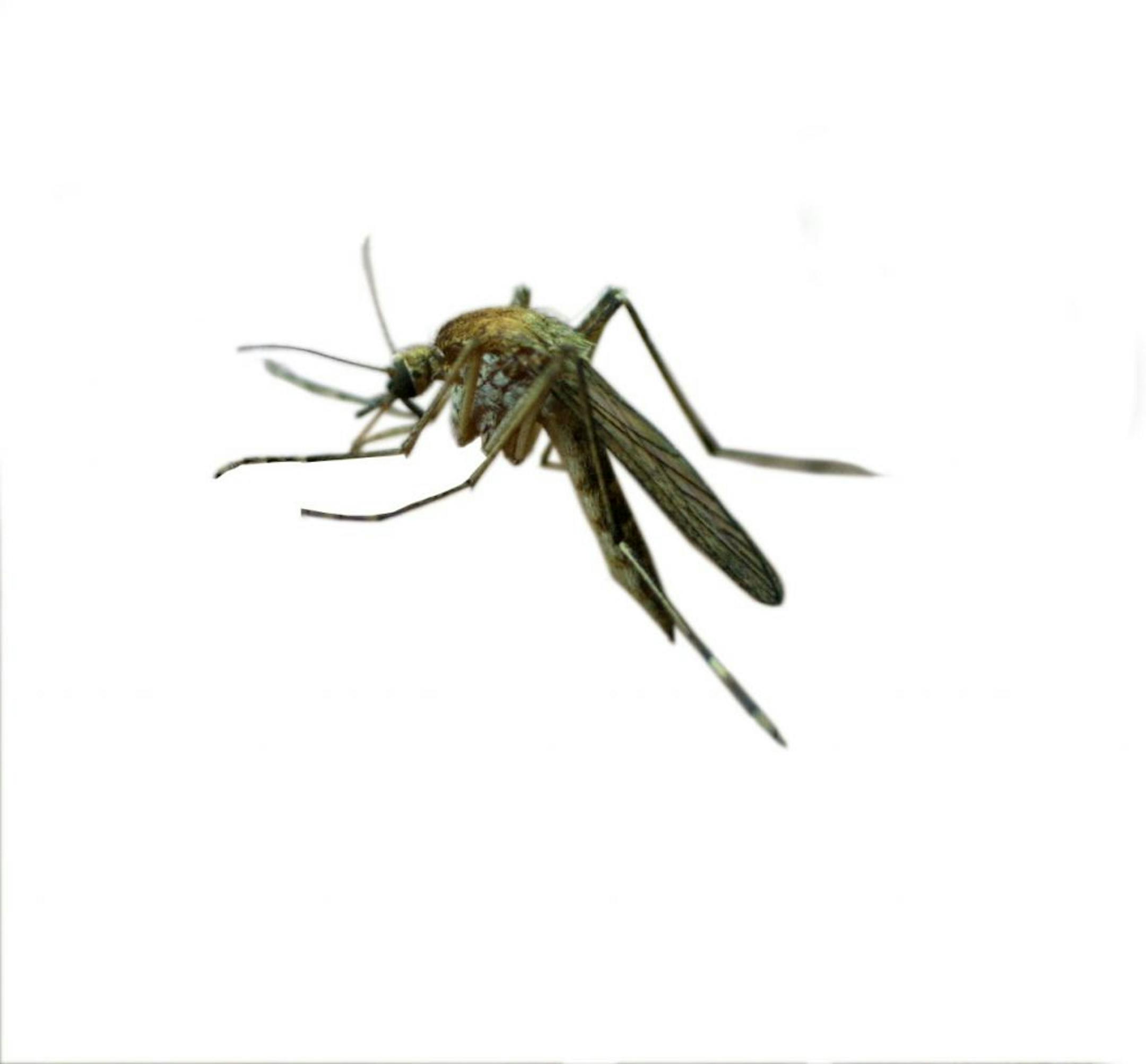 Alexandria, MN Wednesday 5/23/2001 Mosquito bytes,- sampling its' last supper.