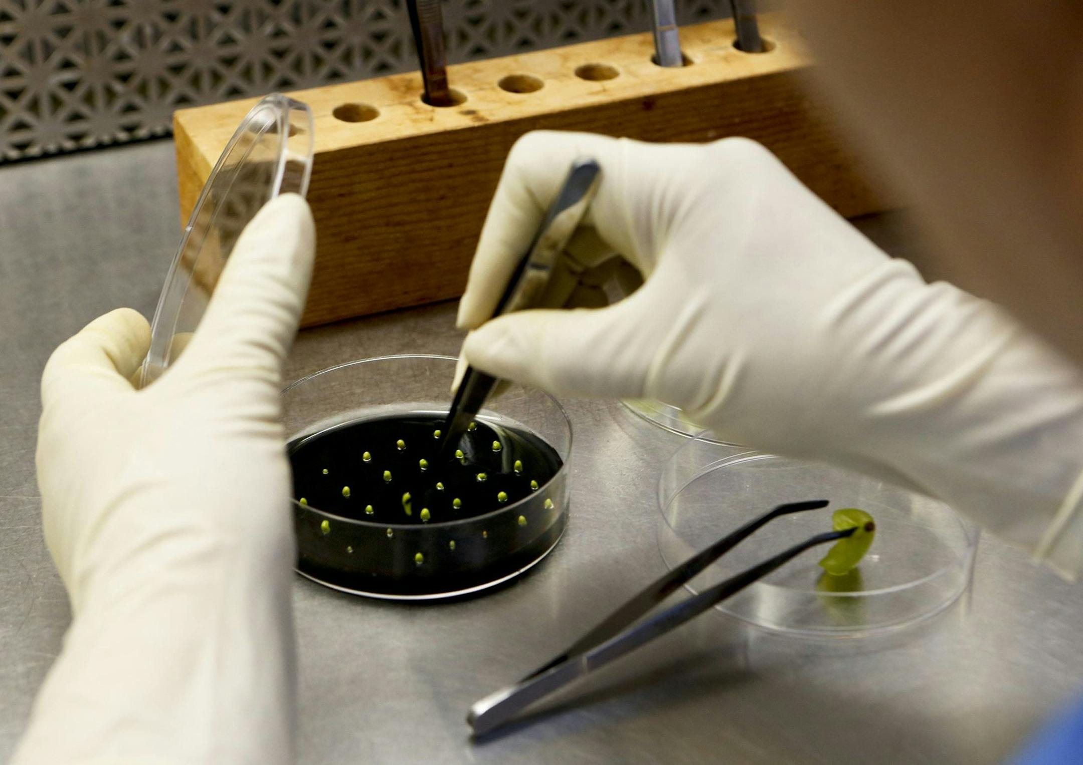 Grape seeds are placed in a petri dish in the lab at International Fruit Genetics. Geneticist David Cain spearheads a the Delano, California, facility, marrying select traits across thousands of nameless trial grapes, seeking varieties that pack enough sugar to capture consumer tastes. "We&#xed;re competing against candy bars and cookies," Cain said. (Anne Cusack/Los Angeles Times/MCT) ORG XMIT: 1141782