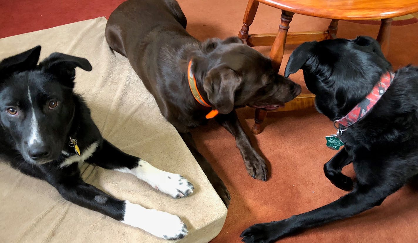 Angus, Rosie and visiting Lab Blue hang out on a spring morning.