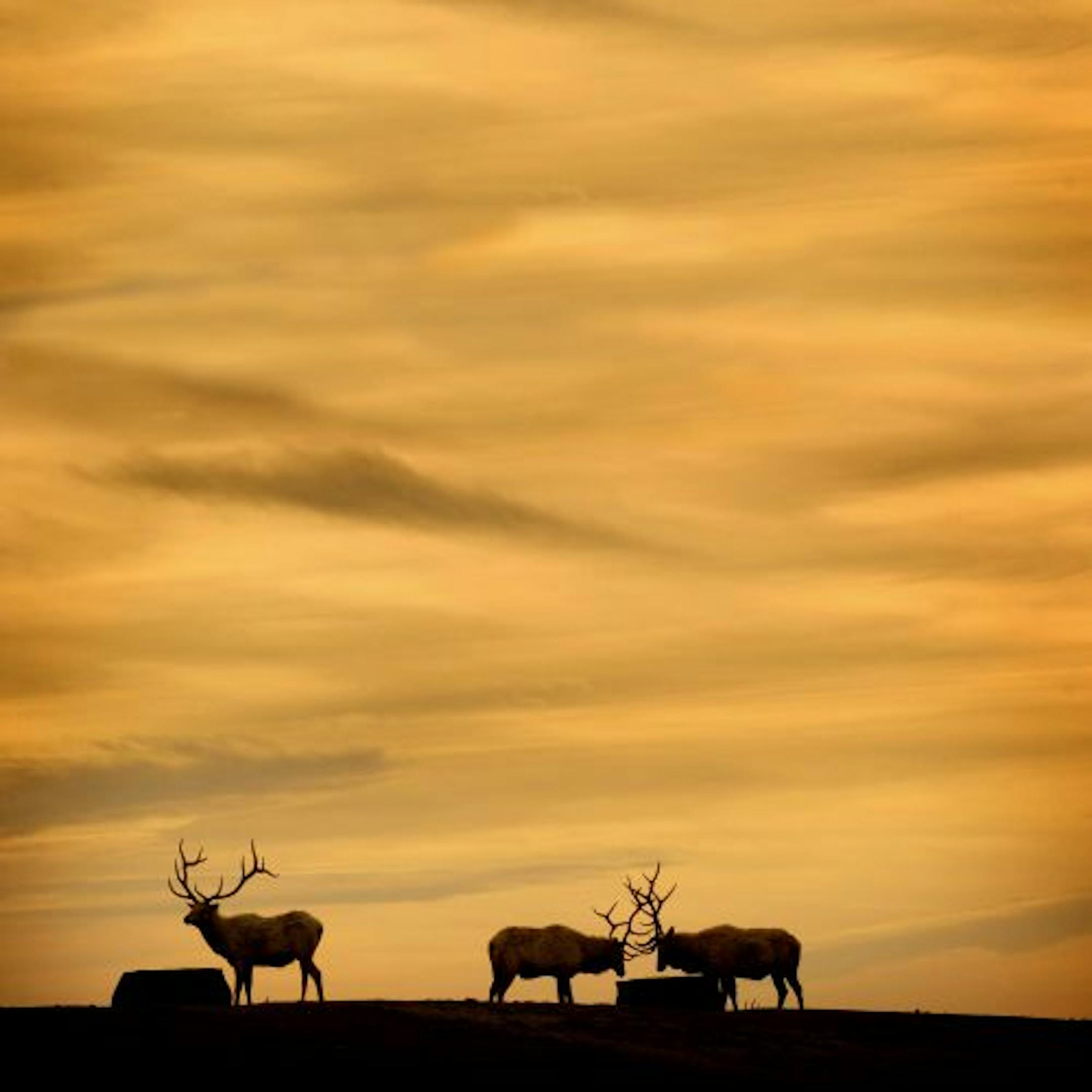 Tower Investments of California bought this 1,175-acre elk farm in Pine Island to build a high-tech research and manufacturing site for biotech companies. The facility, called Elk Run, is north of Rochester off Hwy. 52.