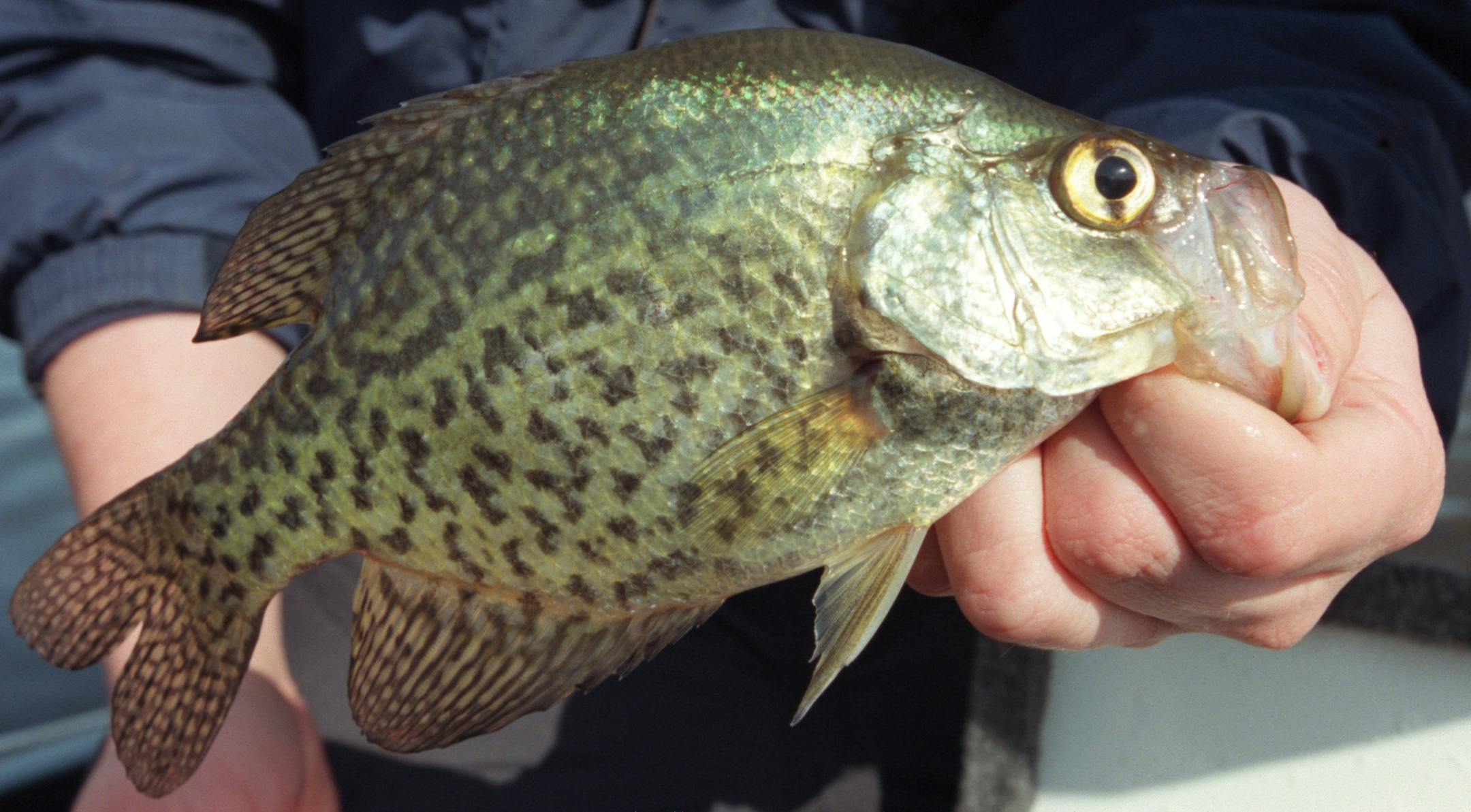 crappie caught on lake minnetonka ORG XMIT: MIN2013043016320689 ORG XMIT: MIN1304301635352626