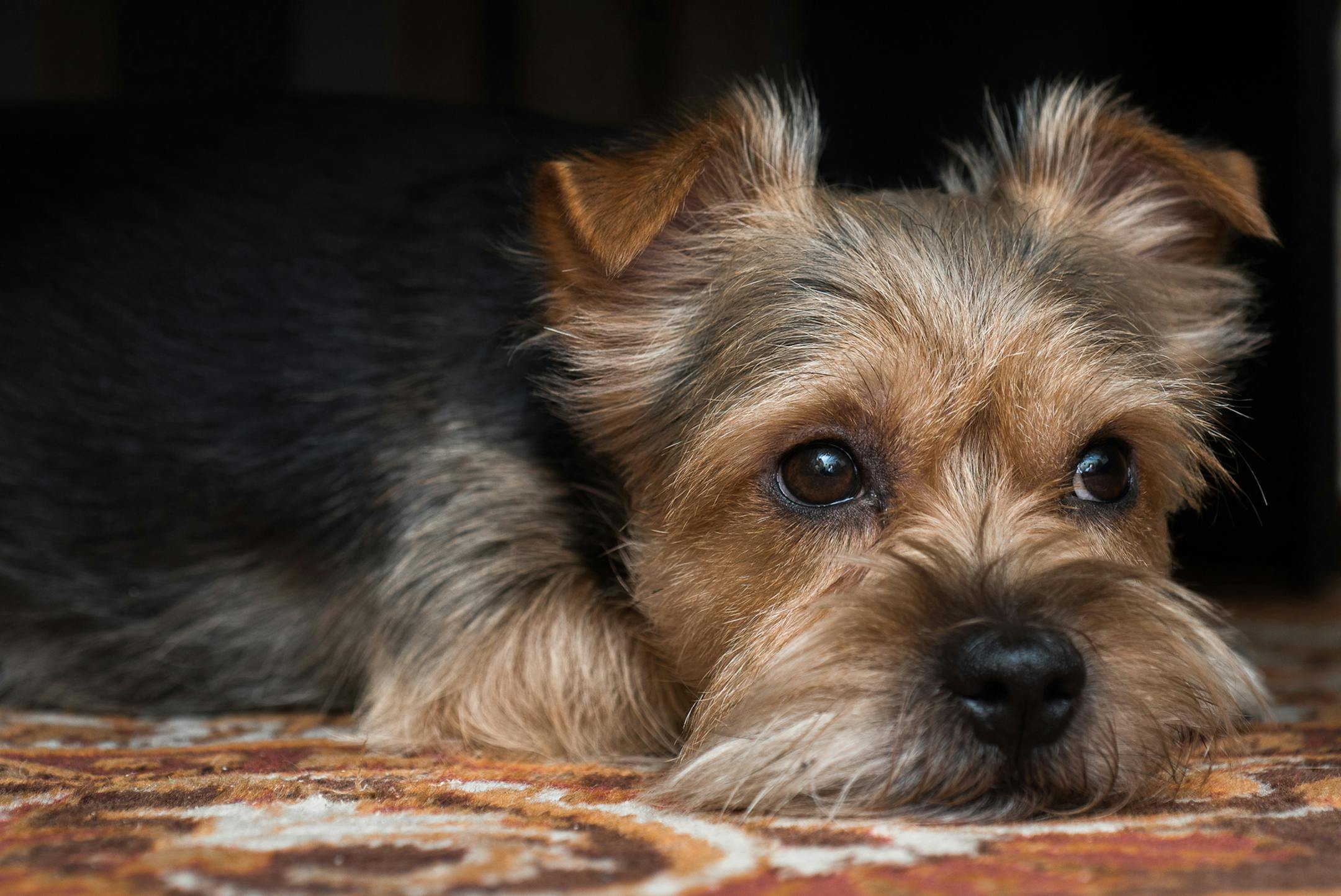 Experts say there's no question animals grieve the loss of companions - even across species. (Papulov Anton/Fotolia) ORG XMIT: 1180725