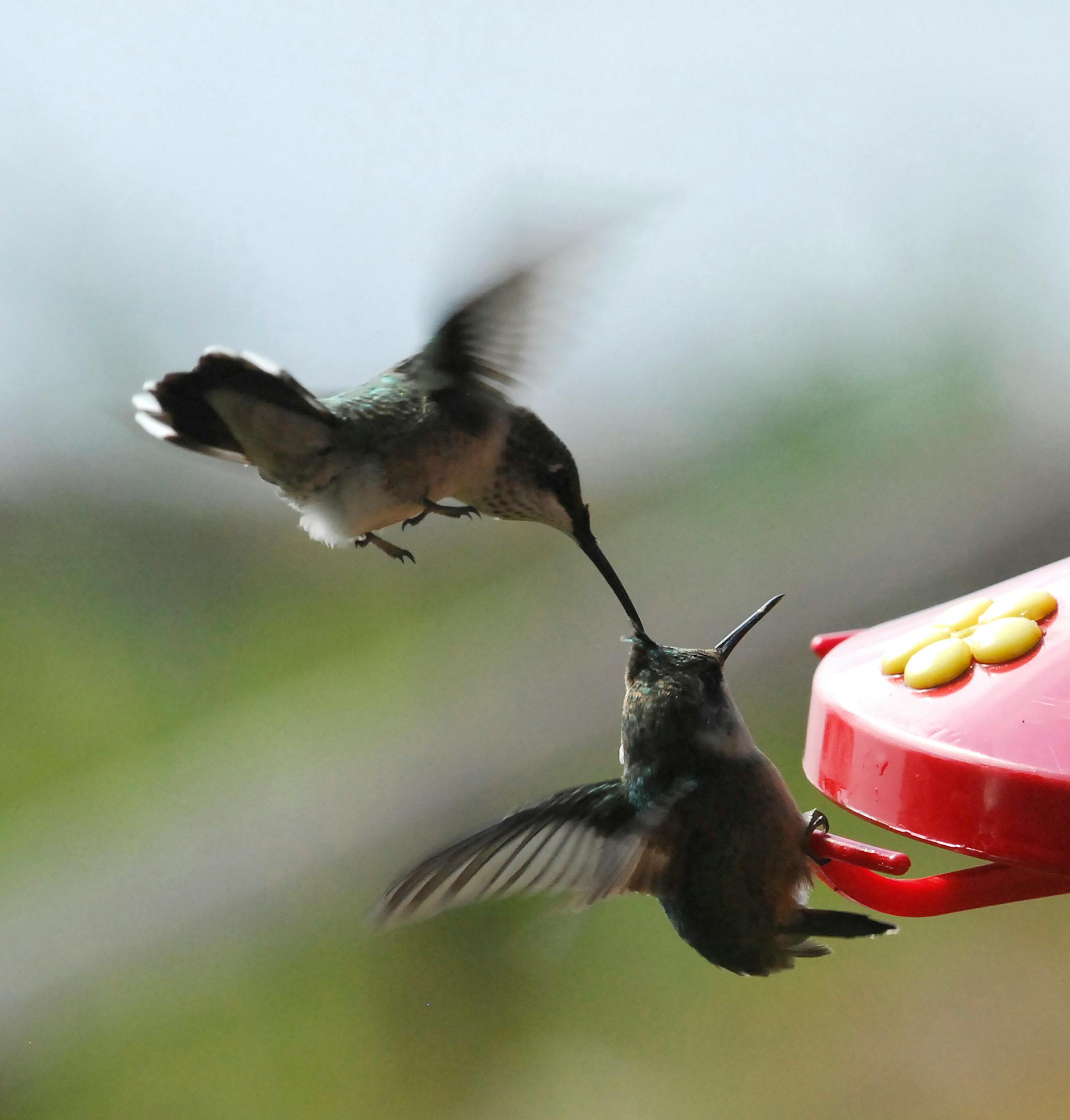 Hummingbirds fight at feeder. Adding more feeders can ease the brawls.