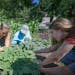 "Garden Warriors," Destiny Wind, center, and Zoey Bruffett, right, got a lesson in their native garden from Hope Flanagan, also known as "Little Wind 
