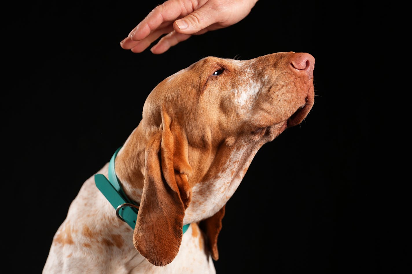 Tanzee, a 3-year-old Bracco Italiano gets a pat from her owner Steve Hansen of Centerville, S.D. as she sits for a portrait ahead of the Bird Dog Parade during the National Pheasant Fest &amp; Quail Classic Friday, Feb. 17, 2023 at the Minneapolis Convention Center in Minneapolis. ] ANTHONY SOUFFLE • anthony.souffle@startribune.com