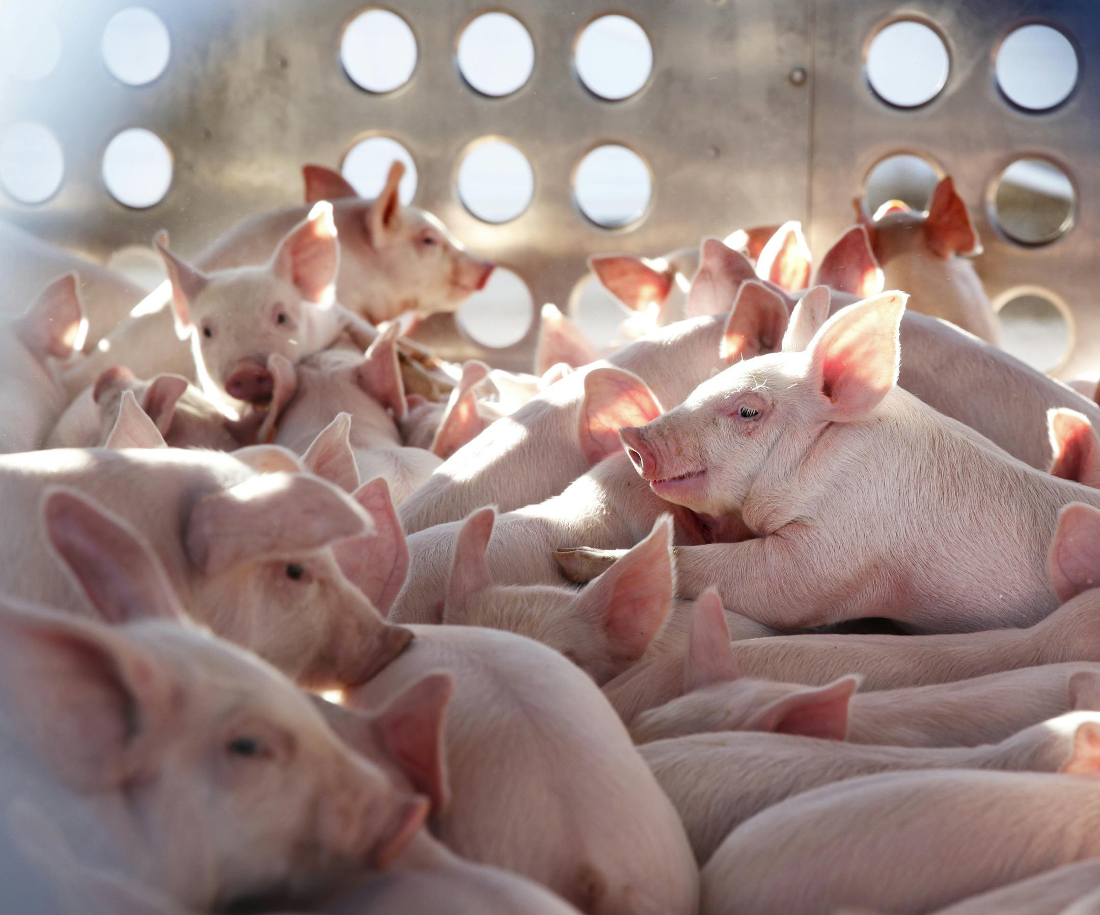 At the Cargill pig farm in Dalhart, Texas, young piglets, at about twenty six days, 12-15 lbs, are shipped out to a transfer facility. They they will be raised by farmers until they reach a market weight of about 270-290 lbs.]richard.tsong-taatarii/rtsong-taatarii@startribune.com