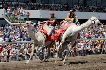 In 2016, two camels nearly collided while approaching the finish line during Canterbury Park's "Camelbury Dash"  on "Extreme Race Day."