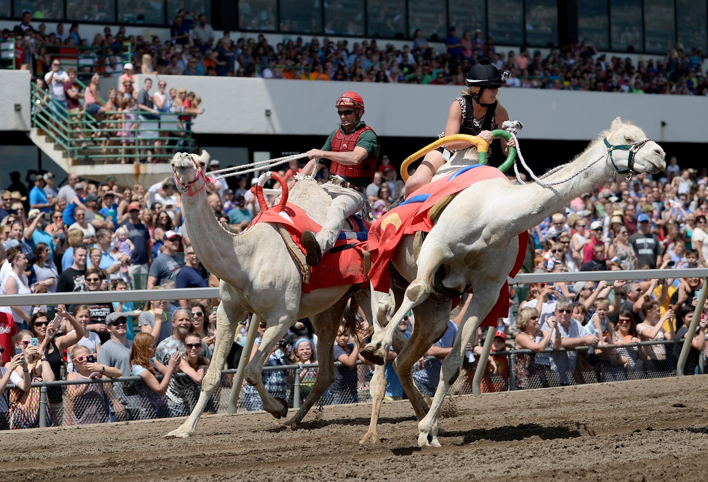 In 2016, two camels nearly collided while approaching the finish line during Canterbury Park's "Camelbury Dash"  on "Extreme Race Day."