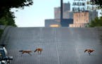 A trio of young foxes frolicked on Nicollet Island near downtown in 2018.