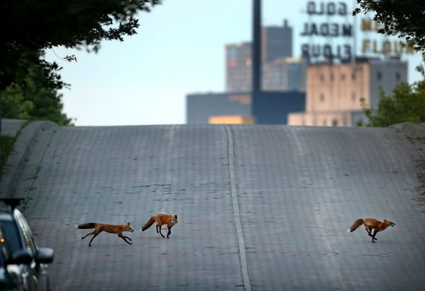 A trio of young foxes frolicked on Nicollet Island near downtown in 2018.