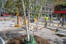Nicollet Mall is still very much a construction zone but trees have begun to be planted.