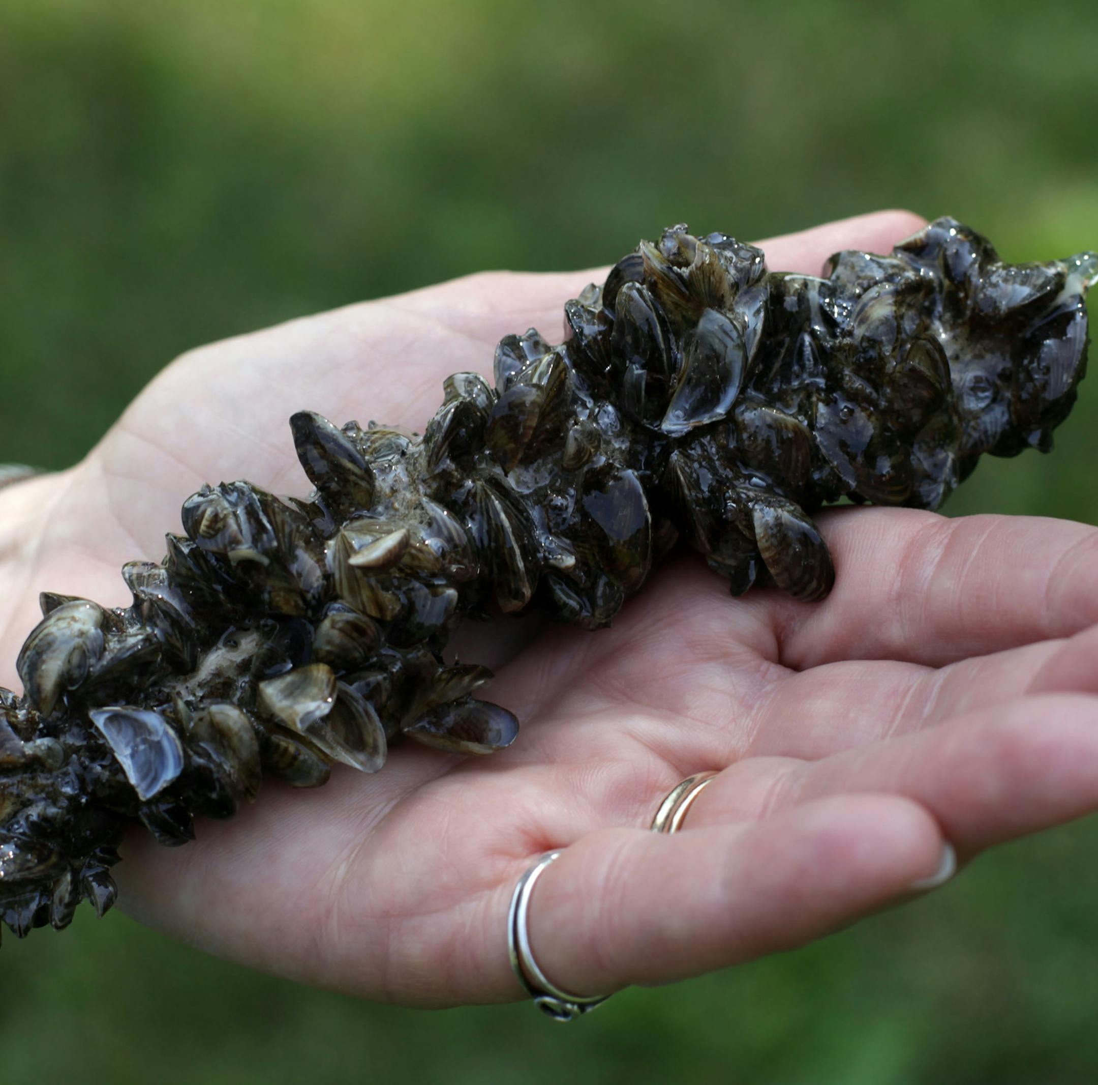Dead Zebra Mussels displayed at a press conference on Thursday morning at Riverfront Regional Park. ] The Minnesota Department of Natural Resources is ramping up enforcement of aquatic invasive species. MONICA HERNDON monica.herndon@startribune.com Fridley, MN 07/10/14 ORG XMIT: MIN1407101218140722