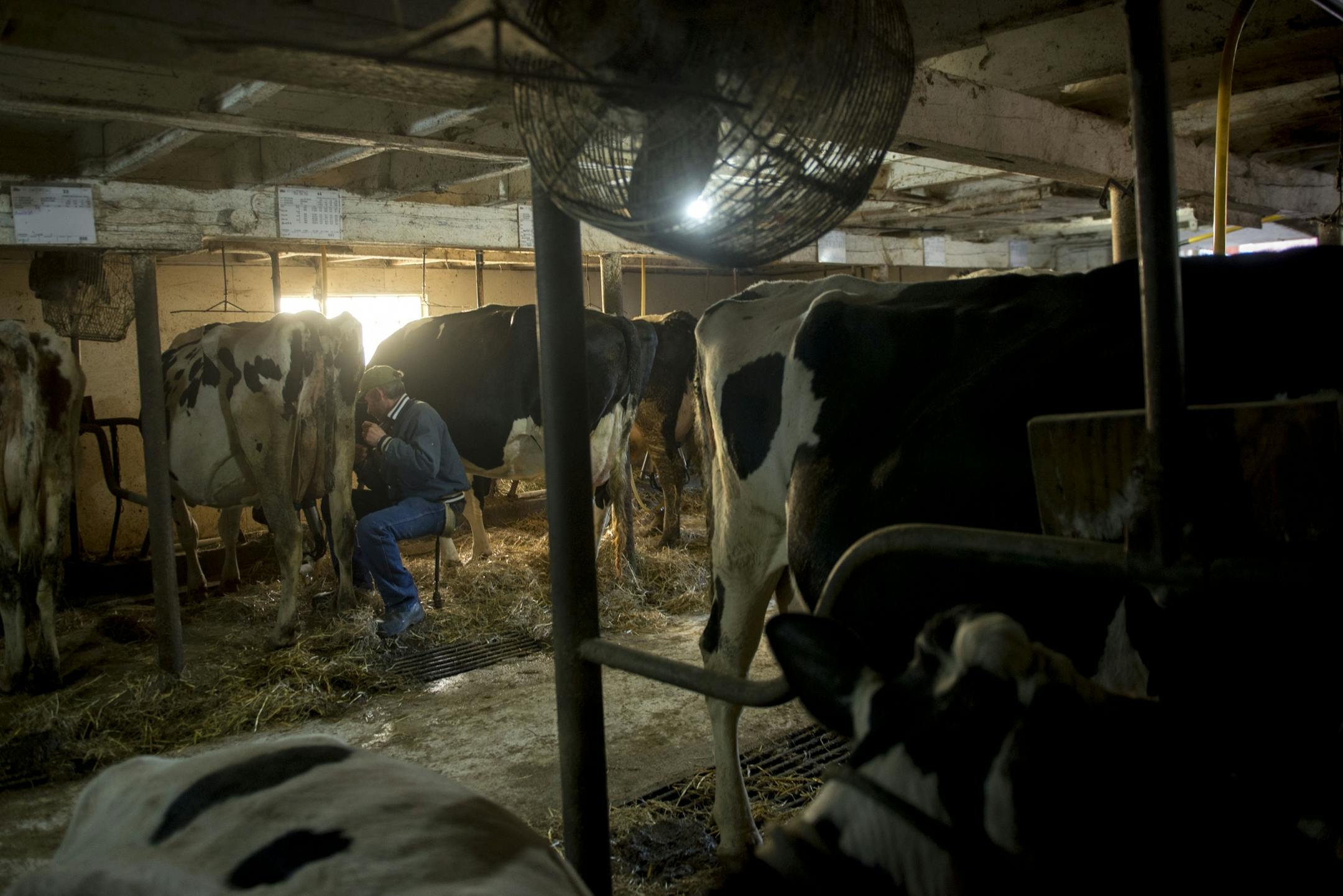 Mark Wickenhauser milks his cows as the sunrises.