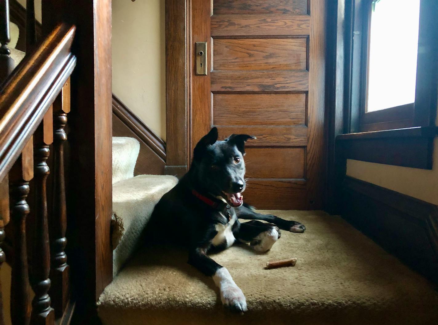 Without his anxiety medication, Angus goes upstairs in the evening and barks plaintively, away from the rest of the household.