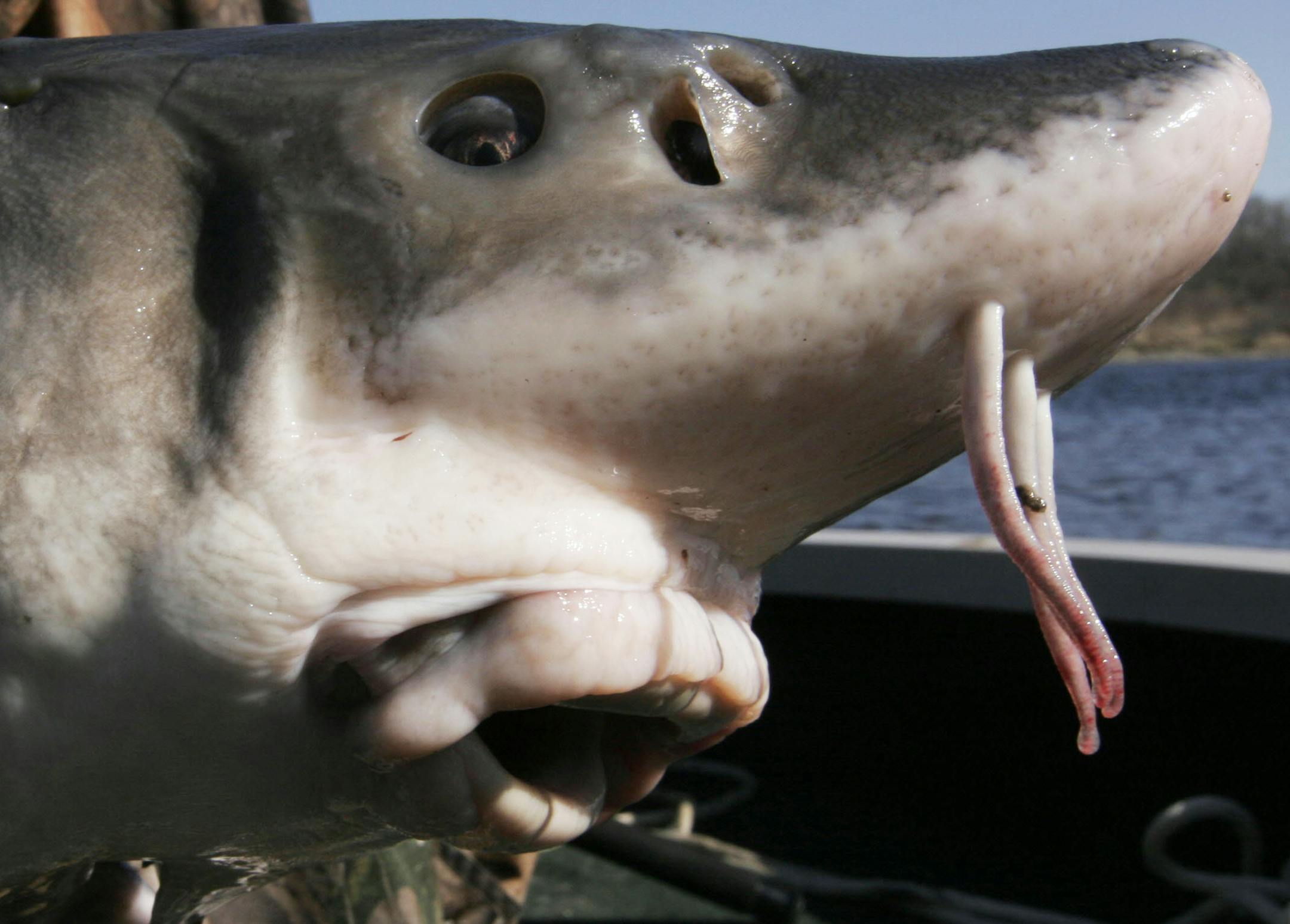 Doug Smith/Star Tribune; April 22, 2010. On the Rainy River. A face only a mother -- or a sturgeon angler -- can love. The four barbels near the mouth are sensory organs used to find food. It has no teeth and its vacuum-like mouth sucks up insect larvae, worms, small fish, crayfish, clams and other small invertebrates. ORG XMIT: MIN2015061515460255