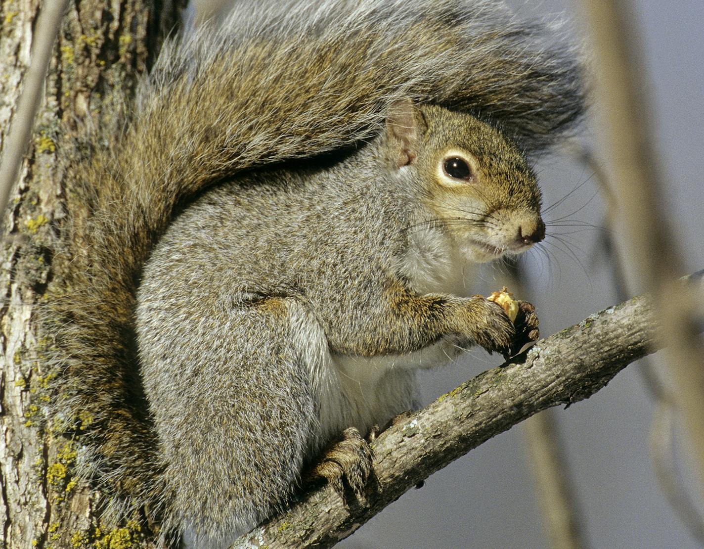 Squirrels prefer mature oak forests where their primary food source is acorns.